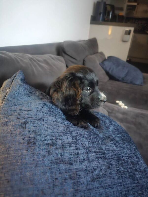 Cocker Spaniel puppies for sale in Watford, Hertfordshire β 10 weeks old - Image 4 of 5