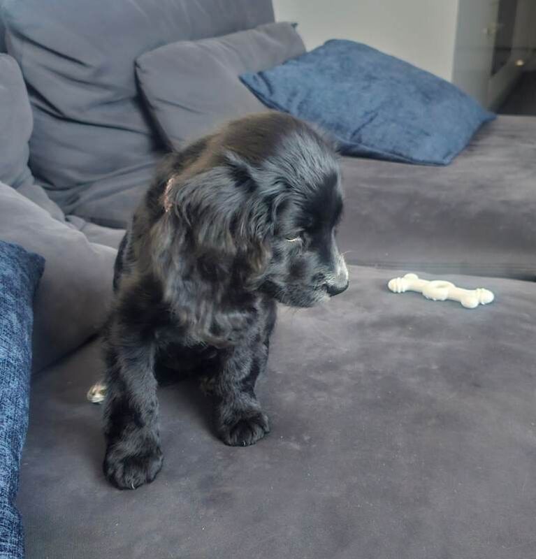 Cocker Spaniel puppies for sale in Watford, Hertfordshire β 10 weeks old - Image 5 of 5