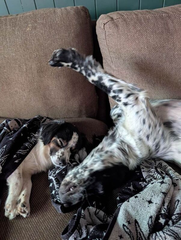 11 month beau for sale