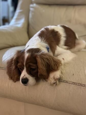 Cocker Spaniel puppies for sale in Thame, Oxfordshire – 2 years old - Image 2 of 5