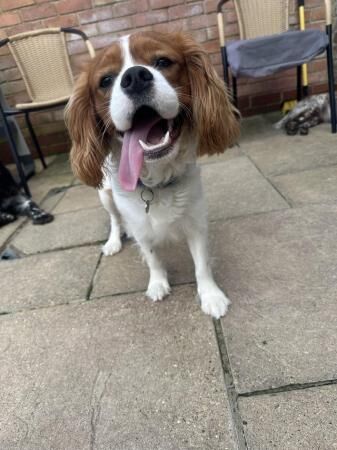 Cocker Spaniel puppies for sale in Thame, Oxfordshire – 2 years old - Image 3 of 5