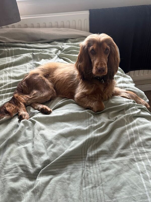 Cocker Spaniel puppies for sale in Lofthouse, West Yorkshire – 11 months old - Image 2 of 3
