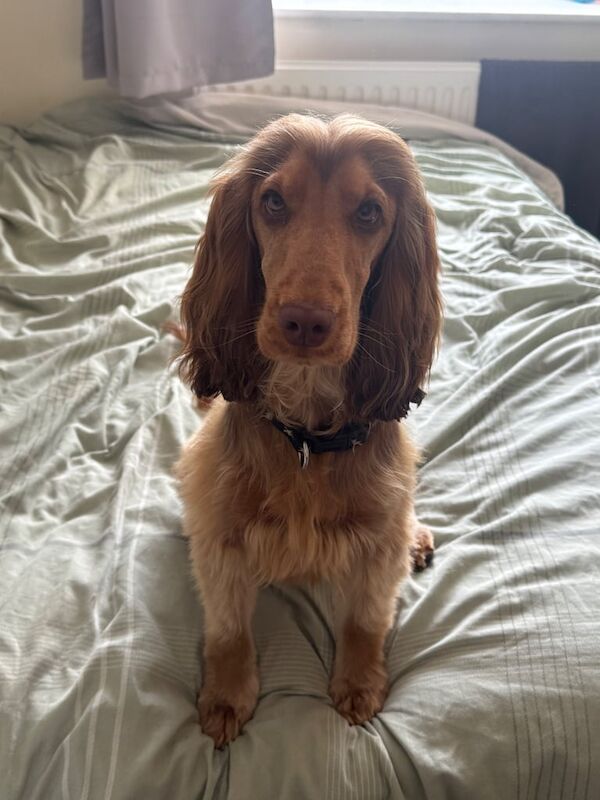Cocker Spaniel puppies for sale in Lofthouse, West Yorkshire – 11 months old - Image 3 of 3