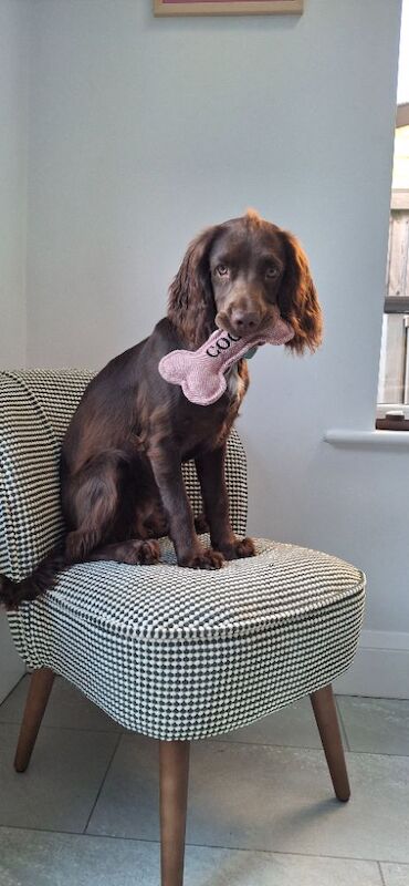 11 month old female cocker spaniel