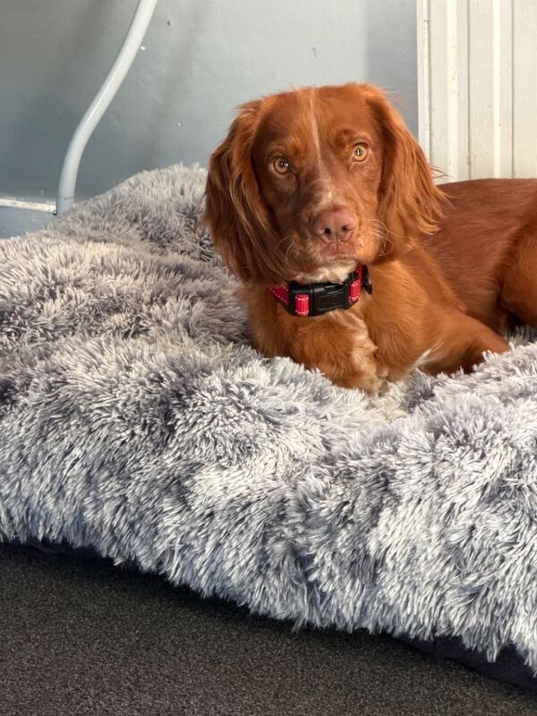 11 months old cocker spaniel