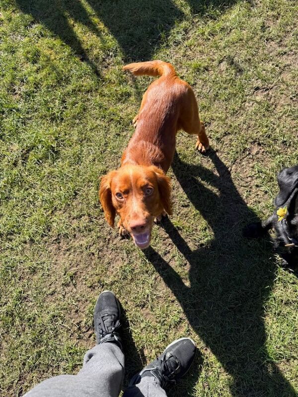 11 months old cocker spaniel - Image 2 of 4