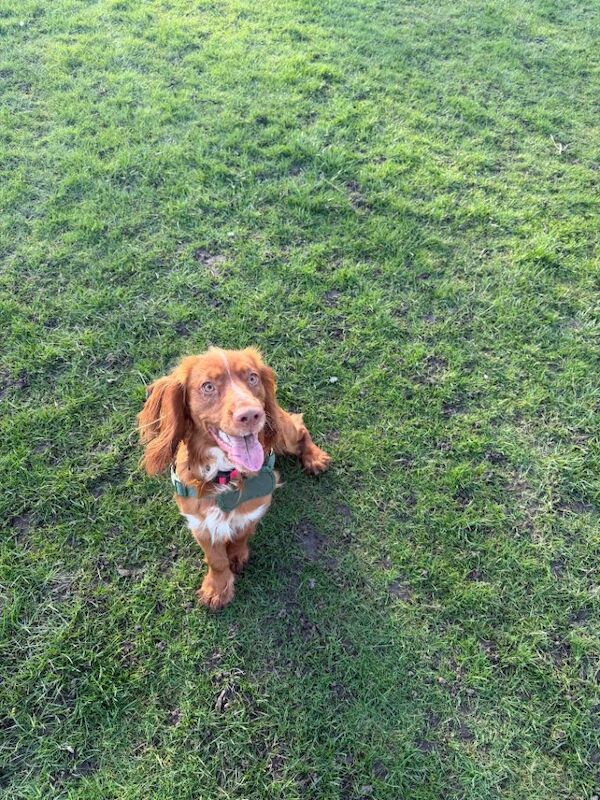 11 months old cocker spaniel - Image 3 of 4