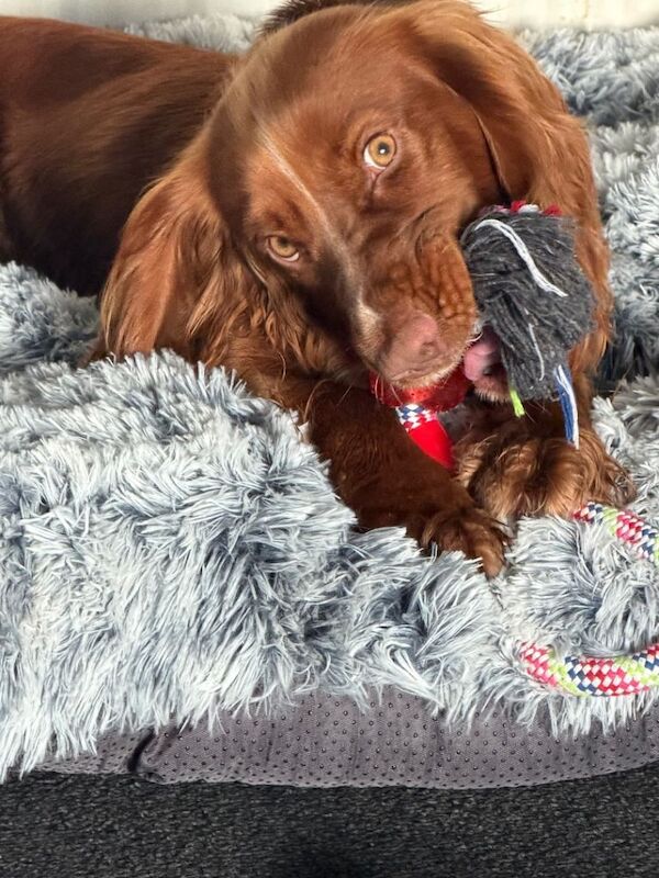11 months old cocker spaniel - Image 4 of 4