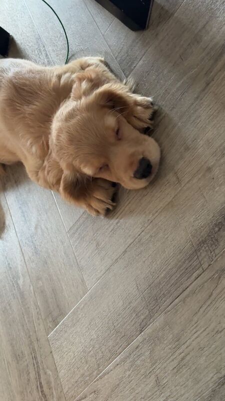 Cocker Spaniel puppies for sale in Huntly, Aberdeenshire – 11 weeks old