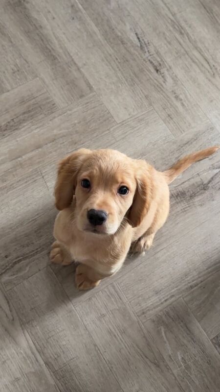 Cocker Spaniel puppies for sale in Huntly, Aberdeenshire – 11 weeks old - Image 2 of 3