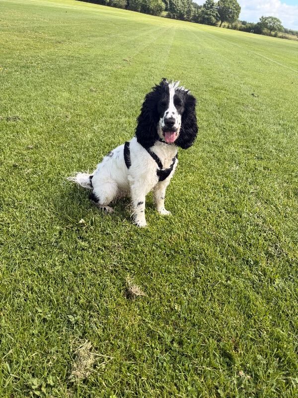 11month Old Cocker Spaniel Pup - Female