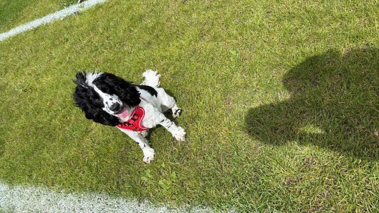 11month Old Cocker Spaniel Pup - Female - Image 2 of 5