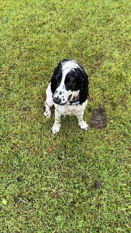 11month Old Cocker Spaniel Pup - Female - Image 3 of 5
