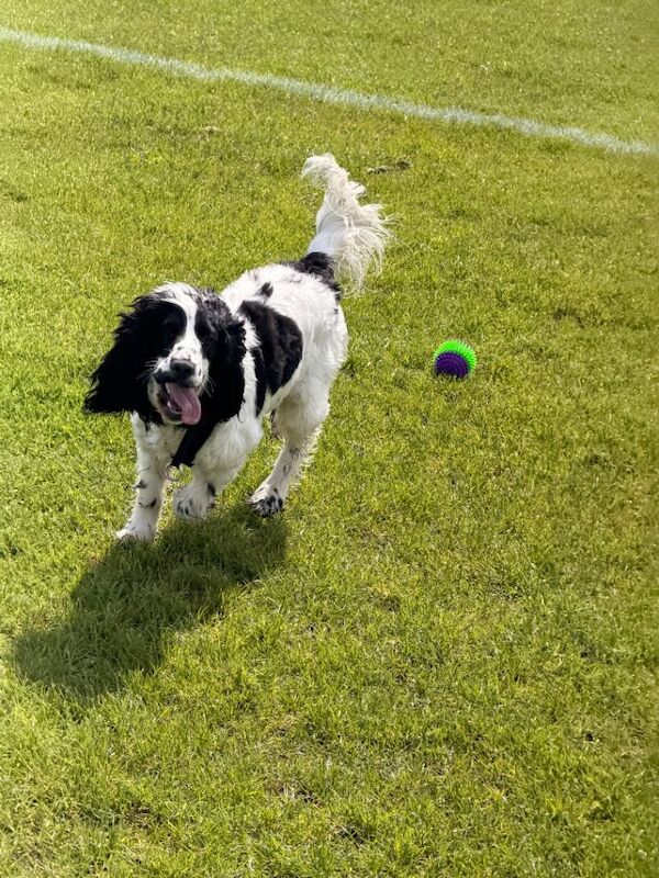 11month Old Cocker Spaniel Pup - Female - Image 4 of 5