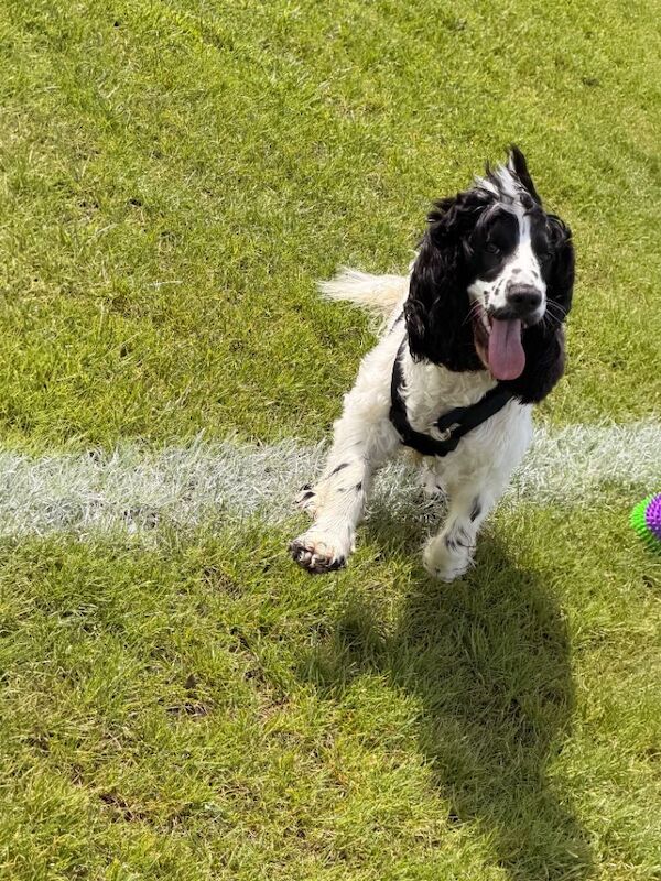 11month Old Cocker Spaniel Pup - Female - Image 5 of 5