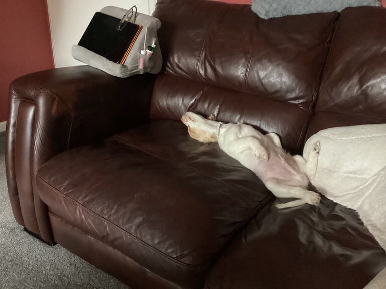 Cocker Spaniel puppies for sale in Southville, Bristol – 11 weeks old