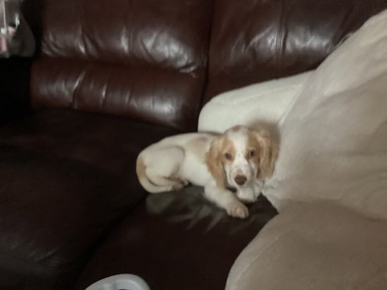 Cocker Spaniel puppies for sale in Southville, Bristol – 6 months old - Image 2 of 3