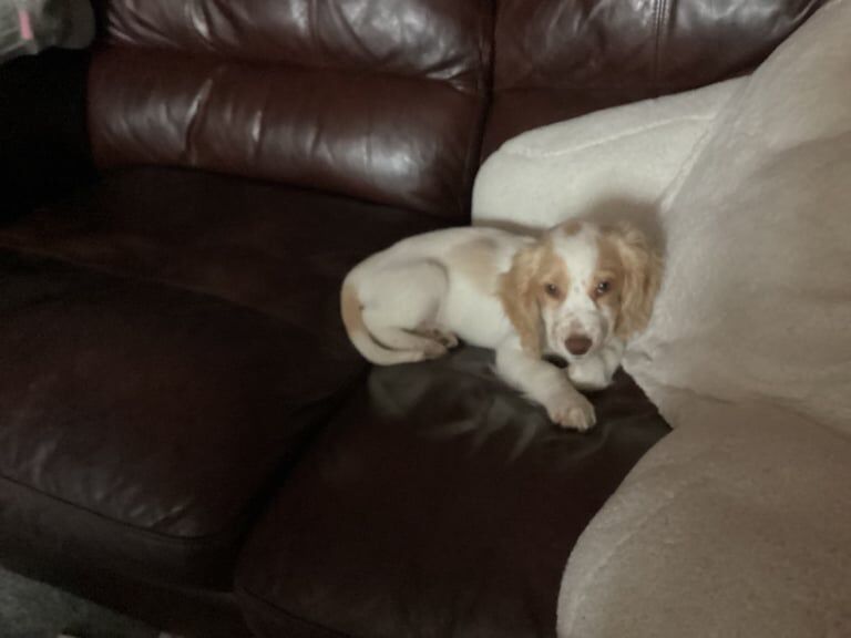 Cocker Spaniel puppies for sale in Southville, Bristol – 6 months old - Image 3 of 3