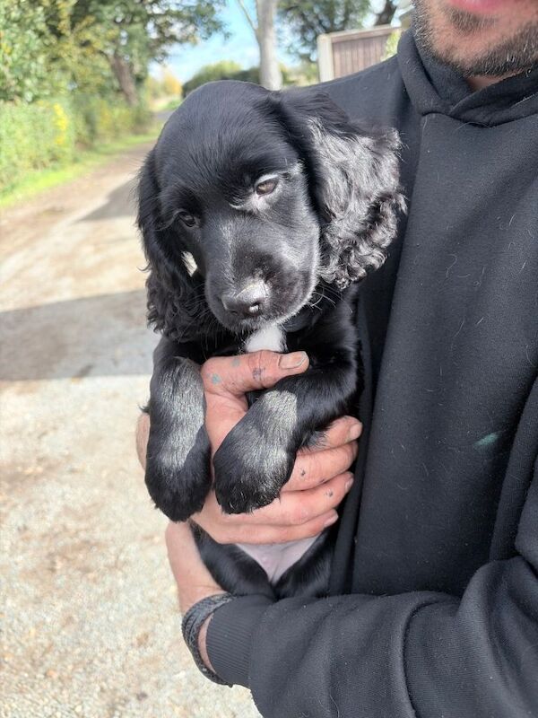 12 week old cocker spaniel puppy - Image 2 of 6