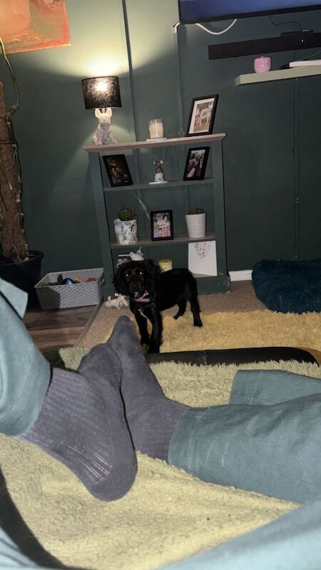 12 week old cocker spaniel puppy - Image 3 of 6