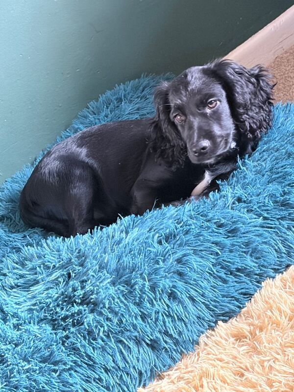 12 week old cocker spaniel puppy - Image 4 of 6