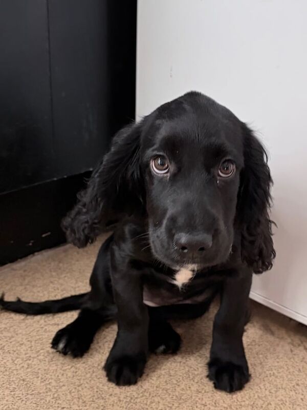 12 week old cocker spaniel puppy - Image 5 of 6