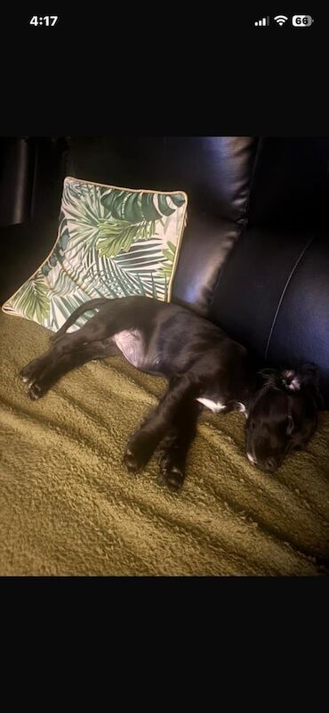 12 week old cocker spaniel puppy - Image 6 of 6