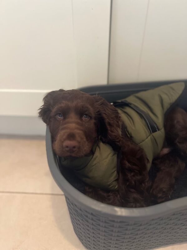 Cocker Spaniel puppies for sale in Portadown, County Armagh – 11 weeks old