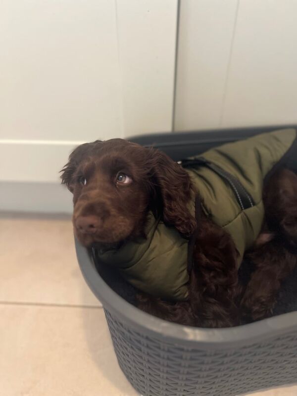Cocker Spaniel puppies for sale in Portadown, County Armagh – 11 weeks old - Image 2 of 3