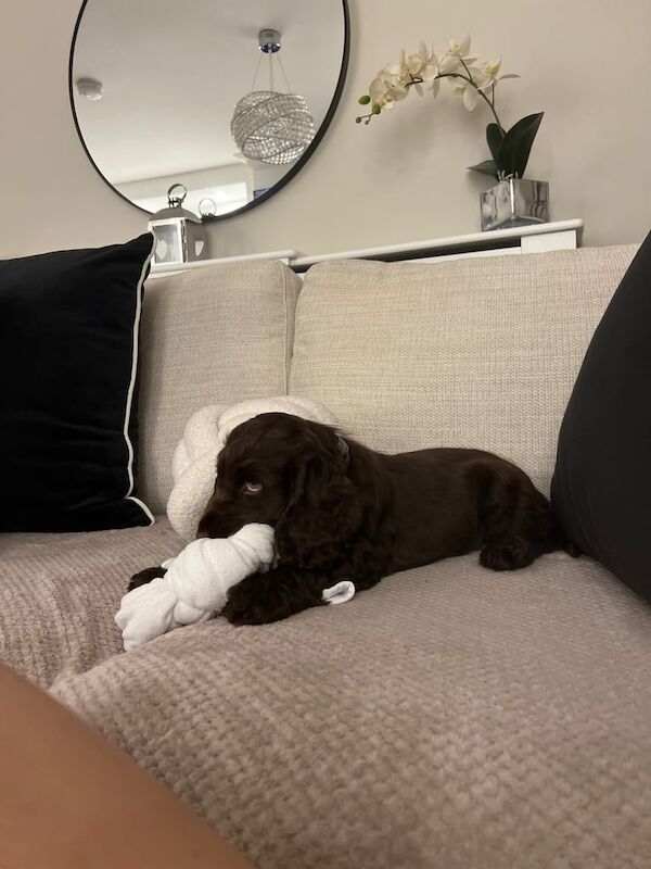 Cocker Spaniel puppies for sale in Portadown, County Armagh – 11 weeks old - Image 3 of 3