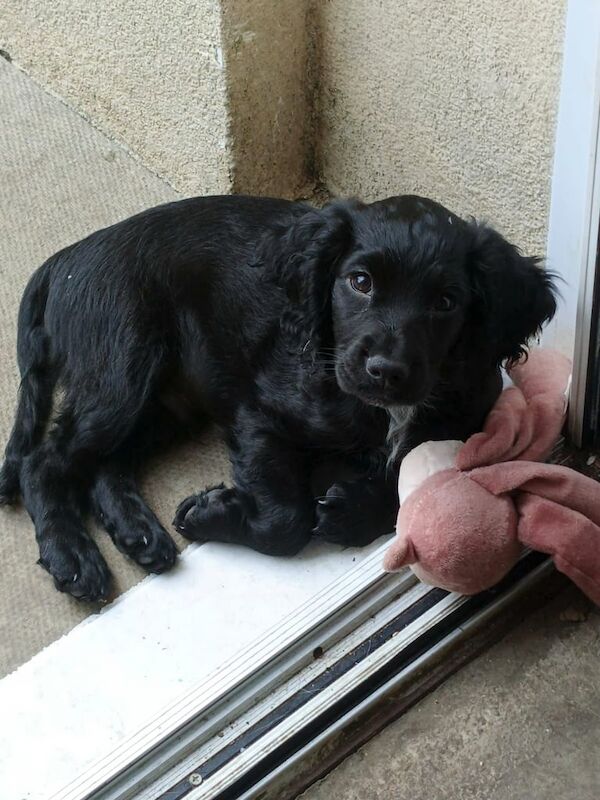 Cocker Spaniel puppies for sale in Ormesby, North Yorkshire – 3 months old
