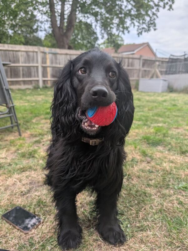 17 month old male cocker spaniel for sale in Gosport, Hampshire