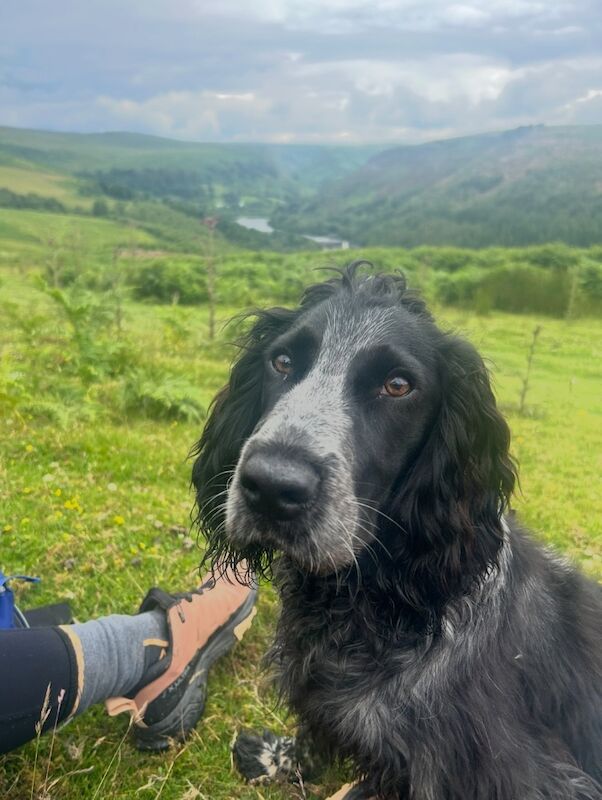 18 Month Male Cocker for sale in Llanidloes, Powys