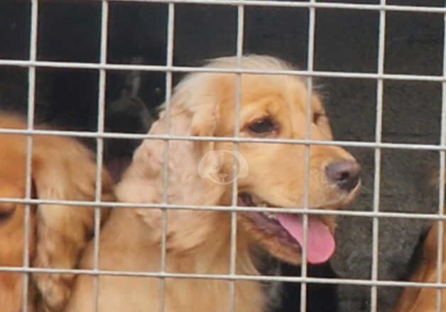 Cocker Spaniel puppies for sale in Warminster, Wiltshire – 2 years old - Image 2 of 2