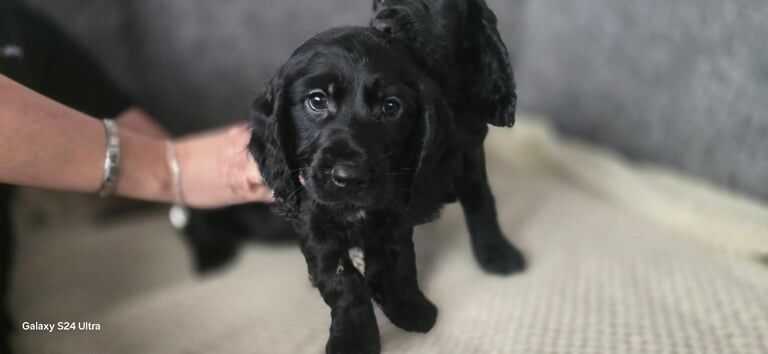 Cocker Spaniel puppies for sale in Baglan, West Glamorgan – 8 weeks old