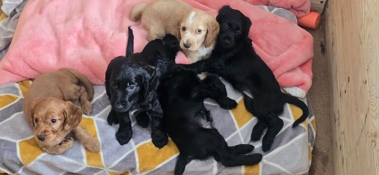 Cocker Spaniel puppies for sale in Baglan, West Glamorgan – 9 weeks old - Image 2 of 3