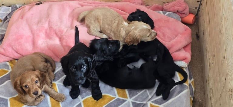 Cocker Spaniel puppies for sale in Baglan, West Glamorgan – 9 weeks old - Image 3 of 3