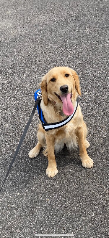 Cocker Spaniel puppies for sale in Maidstone, Kent – 5 years old