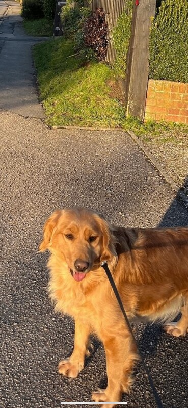 Cocker Spaniel puppies for sale in Maidstone, Kent – 5 years old - Image 2 of 3