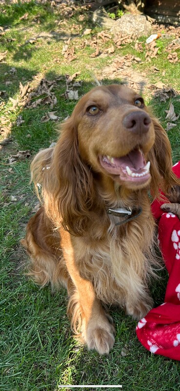 Cocker Spaniel puppies for sale in Maidstone, Kent – 5 years old - Image 3 of 3