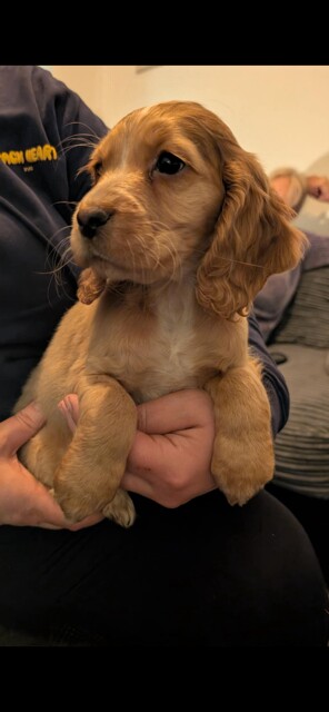 Cocker Spaniel puppies for sale in Wisbech, Cambridgeshire – 10 weeks old