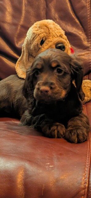 Cocker Spaniel puppies for sale in Wisbech, Cambridgeshire – 10 weeks old - Image 2 of 2