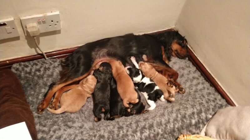 2 Black and Tan Cocker Spaniel Puppies for sale in Perivale, Greater London - Image 3