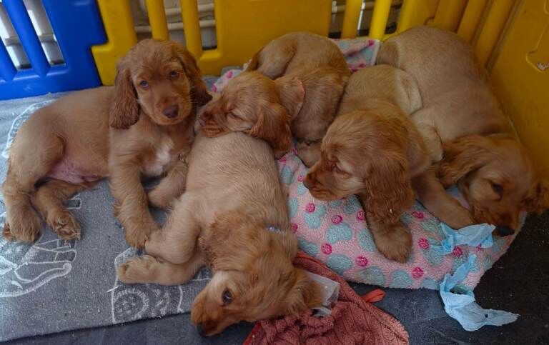 Beautiful 100% Cocker Spaniel puppies- litter of 6