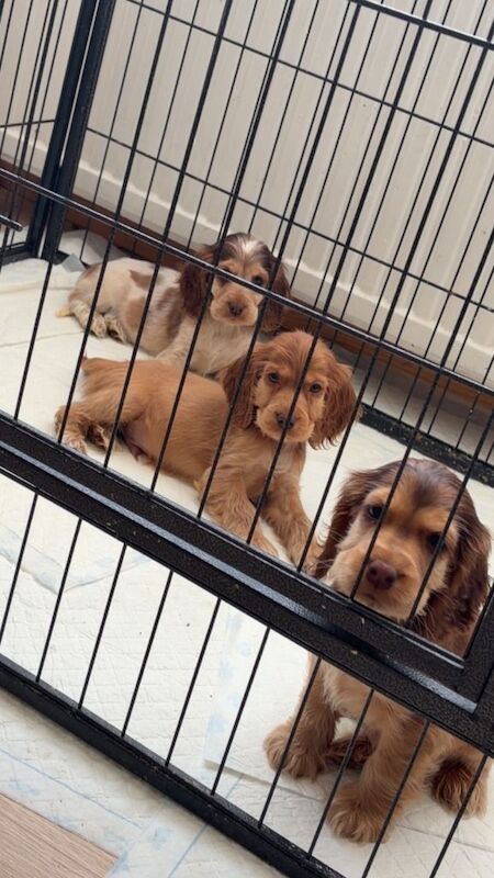 2 boys kc show spaniels