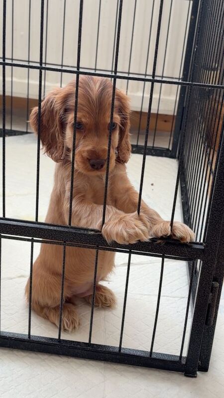 2 boys kc show spaniels - Image 2 of 6
