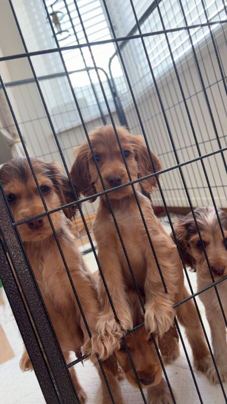 2 boys kc show spaniels - Image 3 of 6