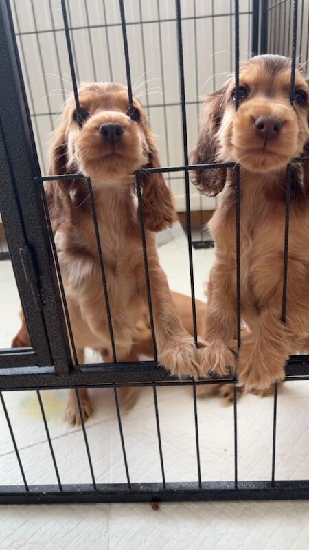 2 boys kc show spaniels - Image 4 of 6