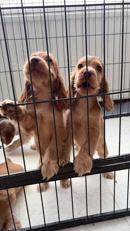 2 boys kc show spaniels - Image 5 of 6