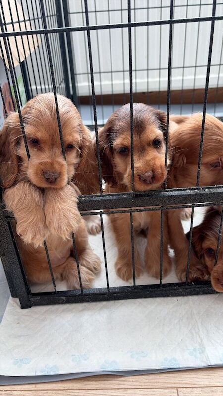 2 boys kc show spaniels - Image 6 of 6